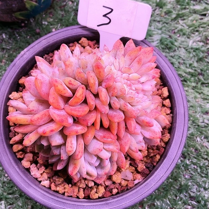 梅*我是第一百个为妖刀应援的阴阳师