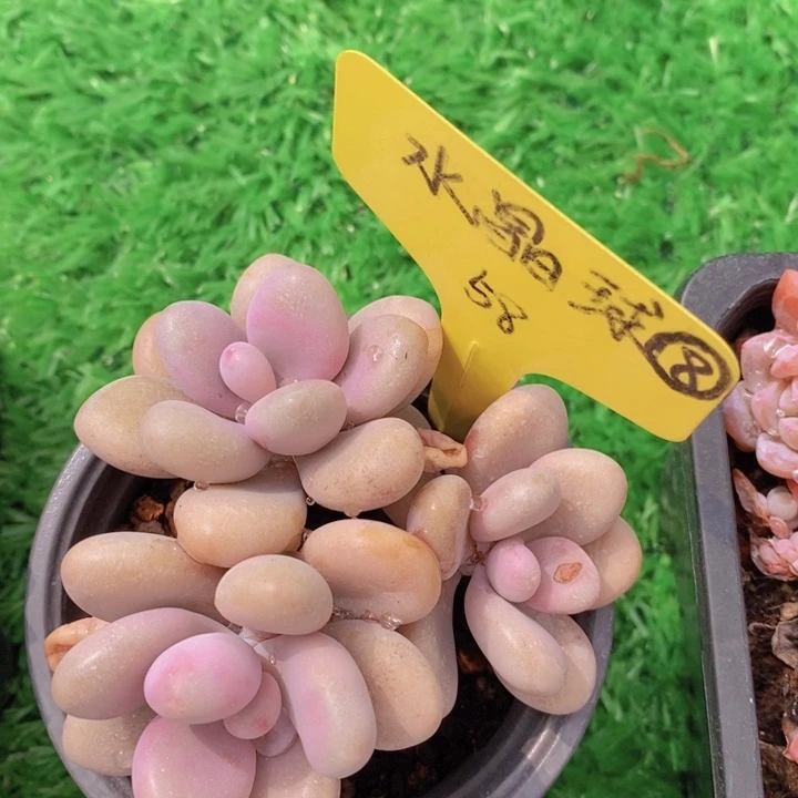 多肉植物，开心多肉，一物一拍