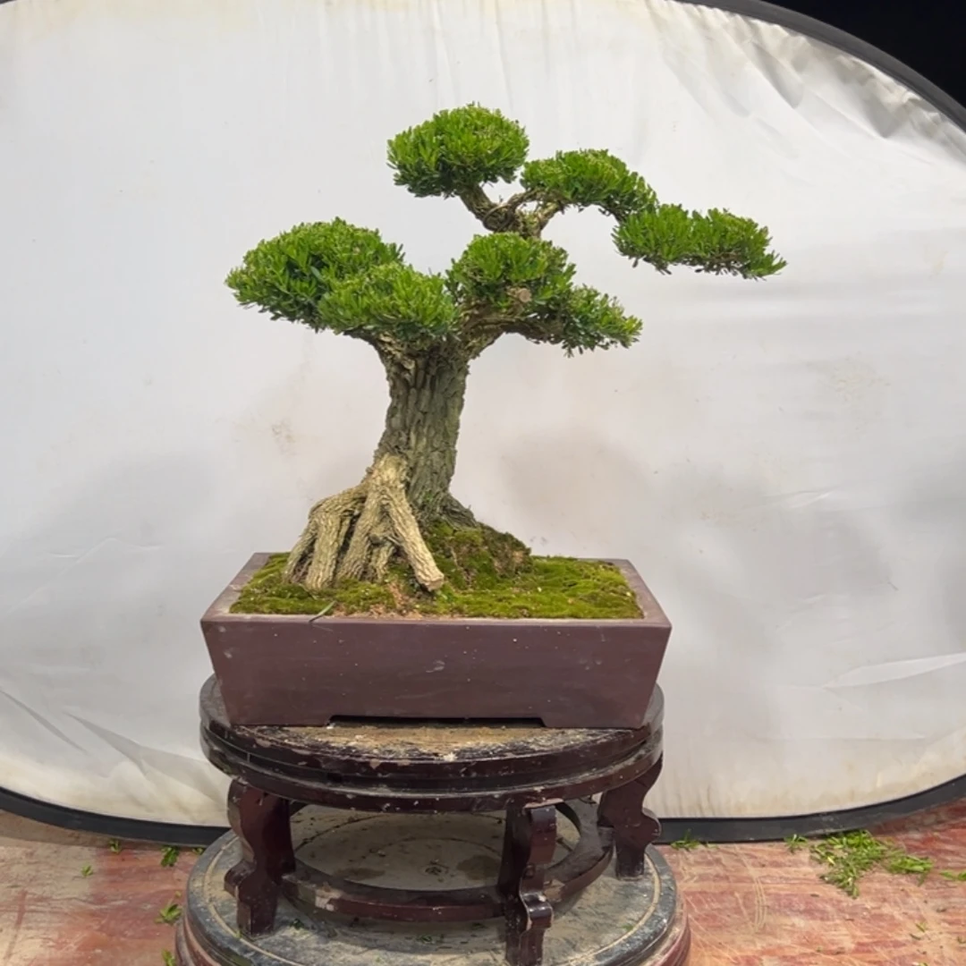 无花朵广东皱皮雀舌黄杨