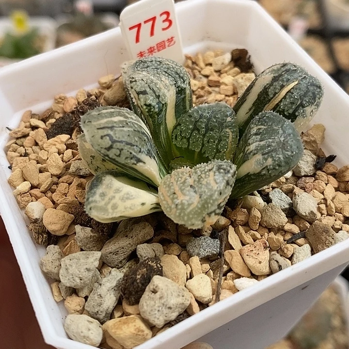 773摩多寿锦一物一拍