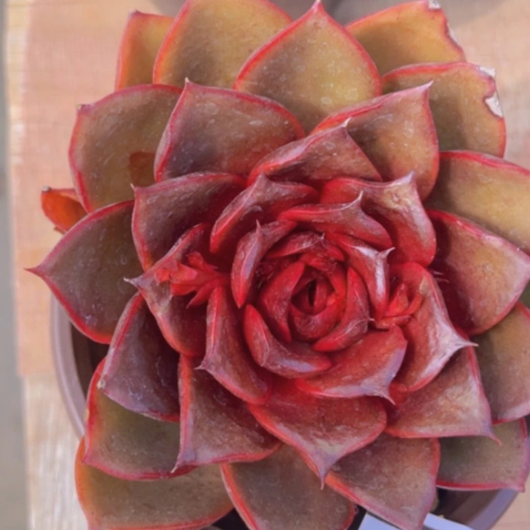 【闪购商品】红灯2193