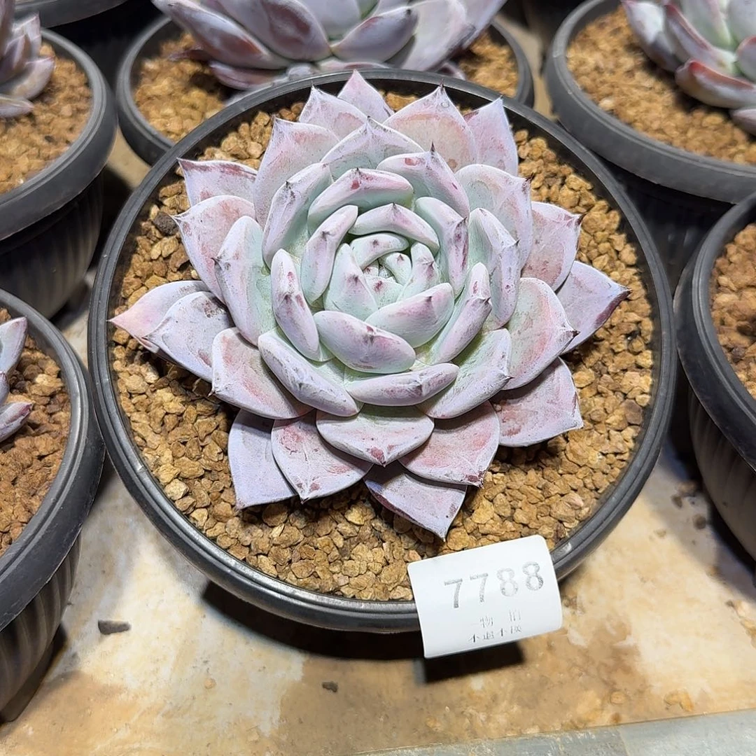 吴***7788号祖母绿单头