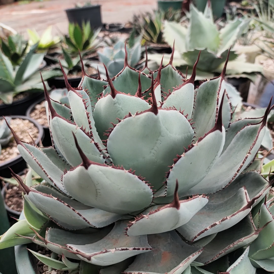 宝宝牙齿龙舌兰稀有25cm  沙生植物多肉植物