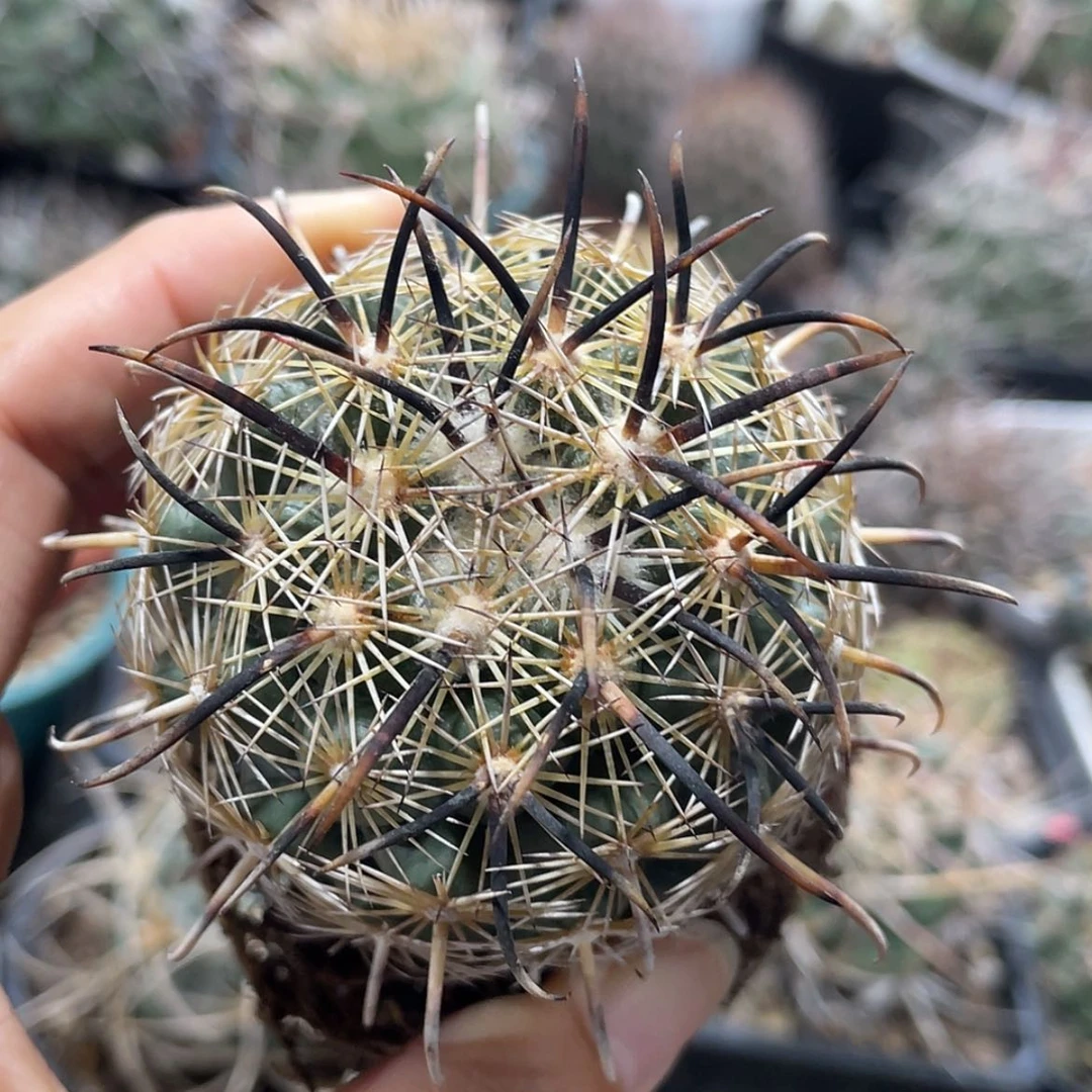 【闪购商品】凤舞自根66666