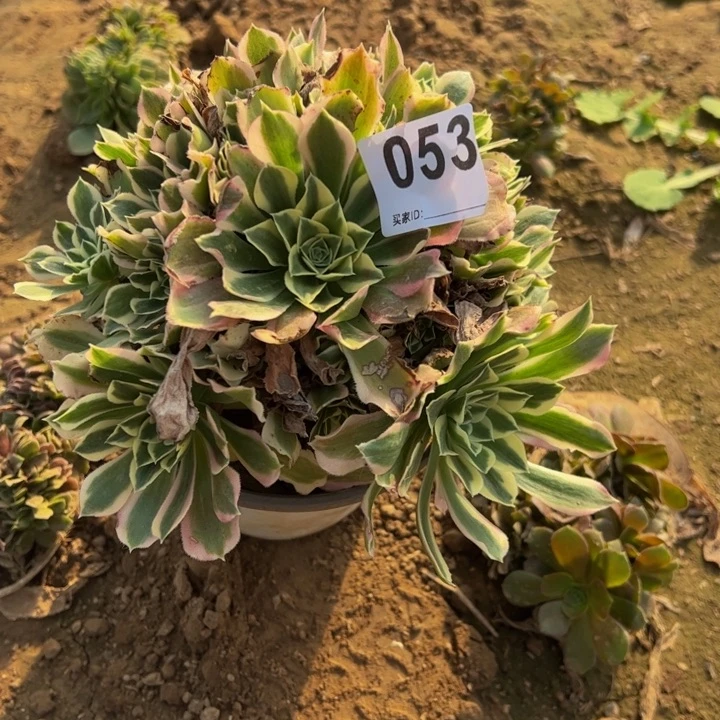 为****斗白风多肉植物053