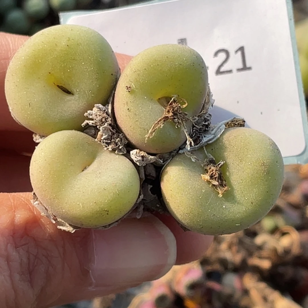 13-21空卡佛多肉植物