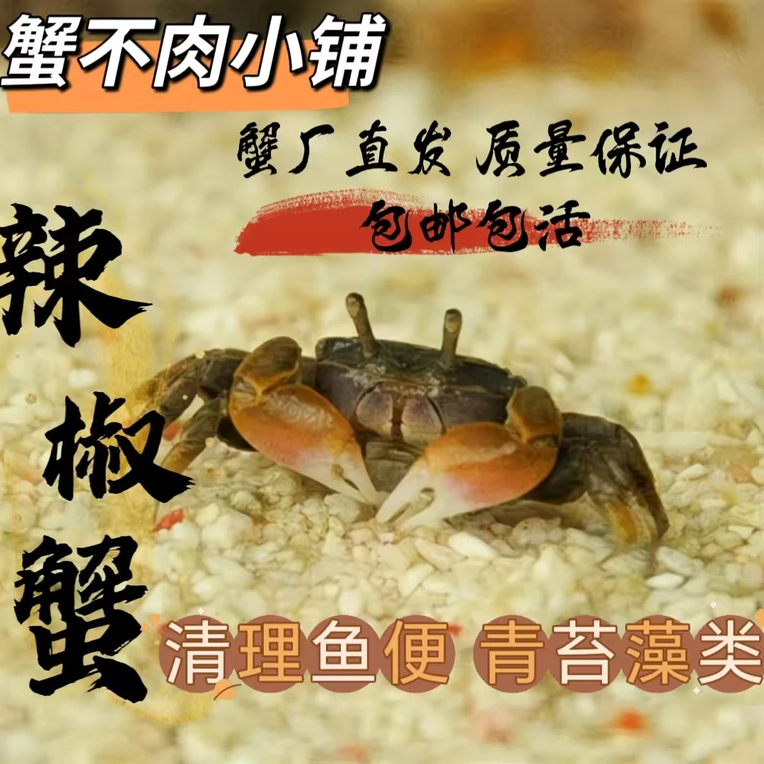 辣椒蟹宠物适合鱼缸清洁养殖的迷你除藻生物螃蟹冷水蟹观赏蟹易活