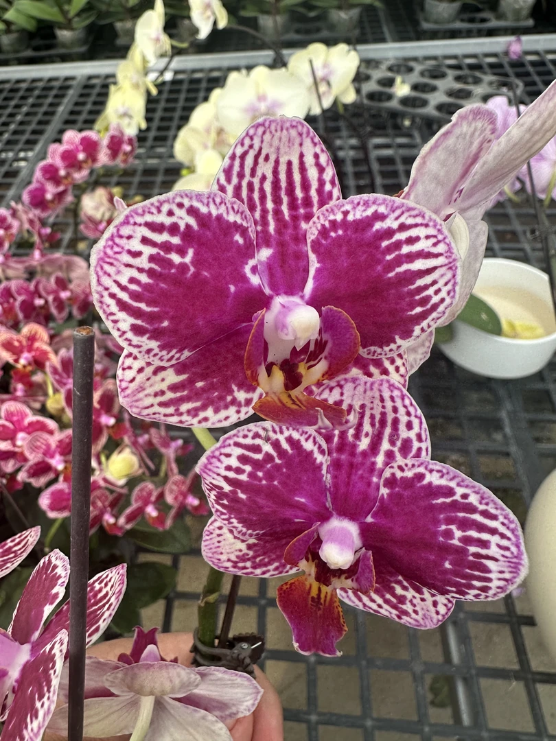 可乐【3.0寸杯】高档蝴蝶兰鲜花盆栽
