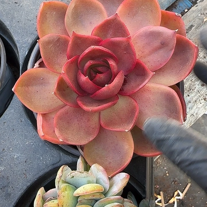 青蛙王子儿童牙膏11