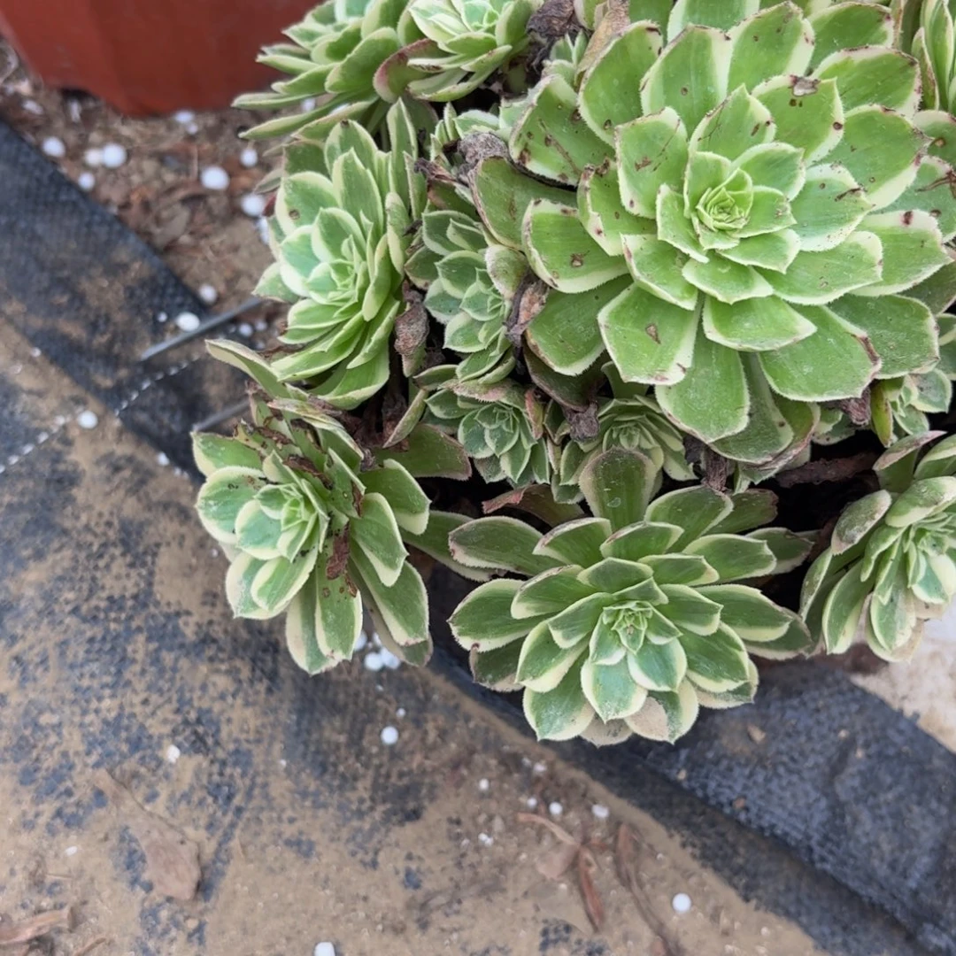 481多肉植物捧花的