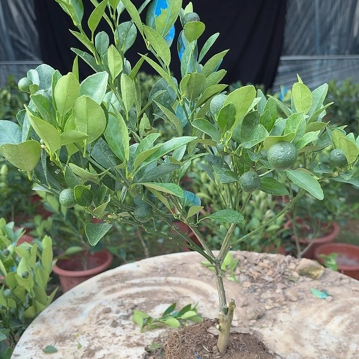 无花朵四季桔一物一拍20米