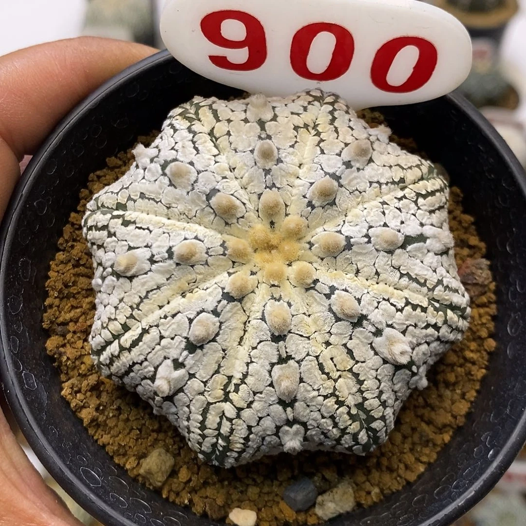 900福利特价来了来了