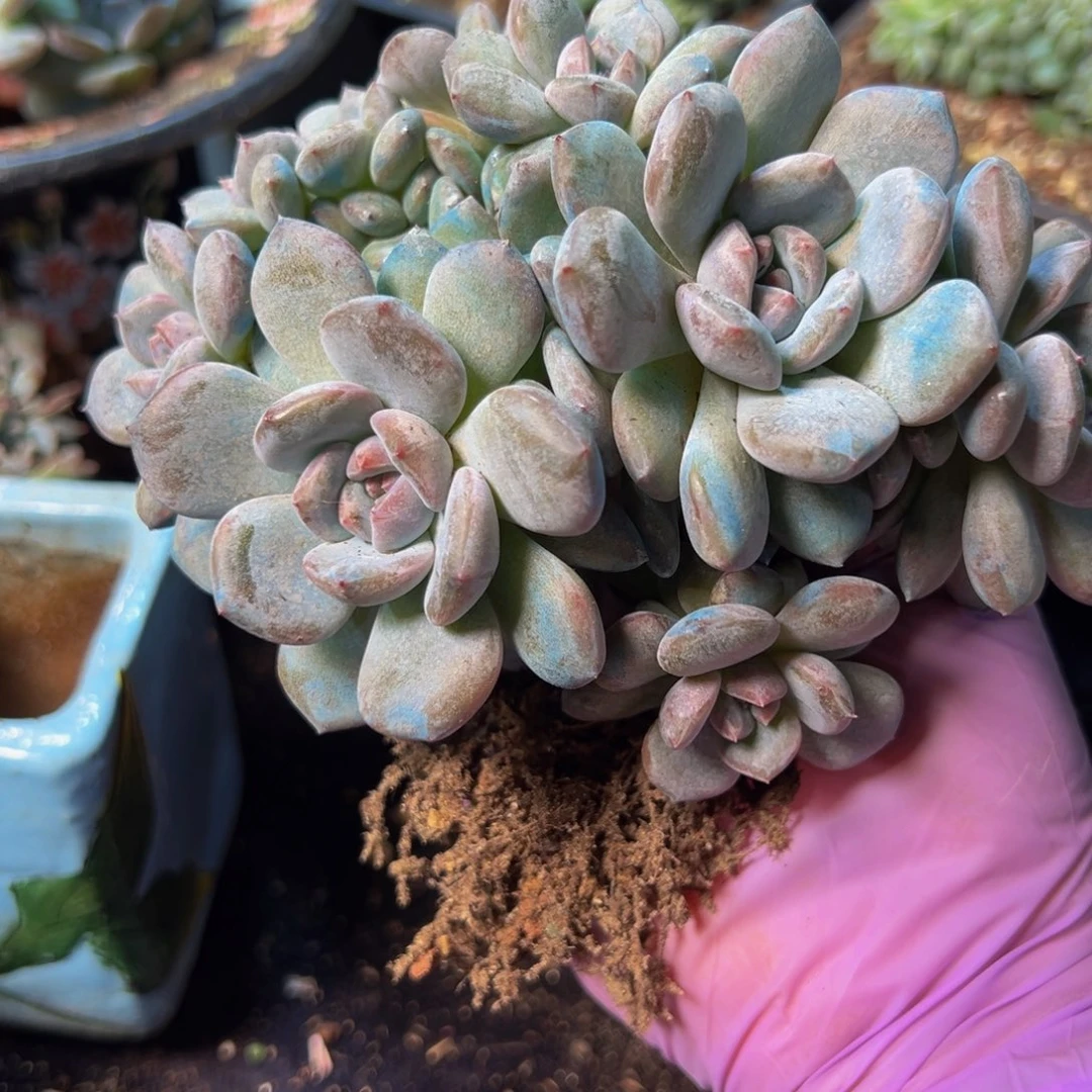 秋***茶新年快乐 新年快乐 新年快乐