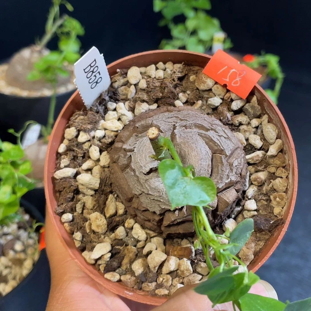 龟甲龙858号不退换