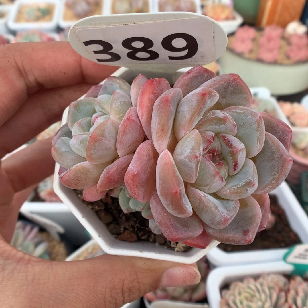 389糖心多肉植物