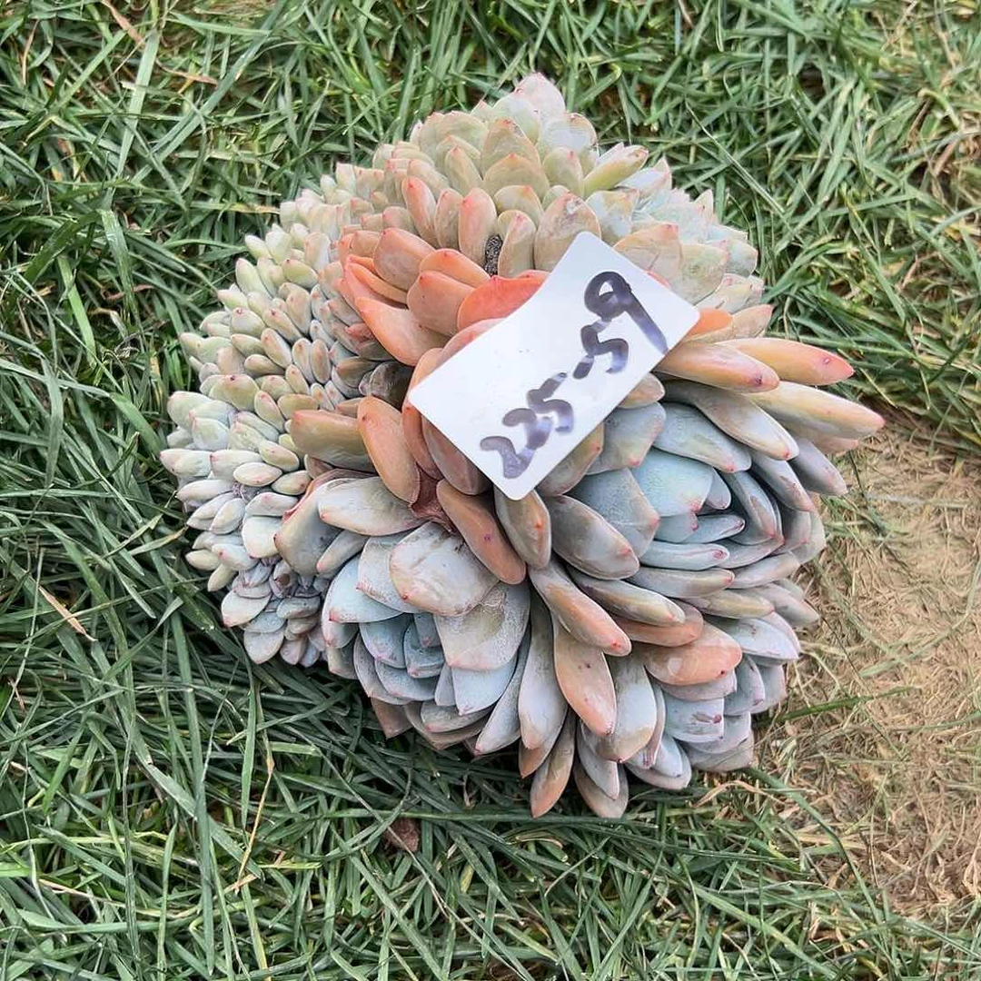 叽***噜225-59橙子缀多肉