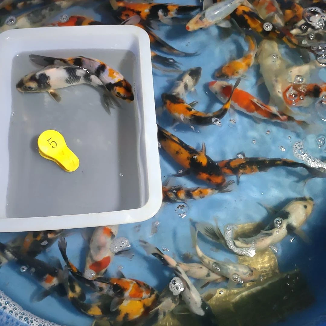 海水鱼红白大正昭和菲血白写
