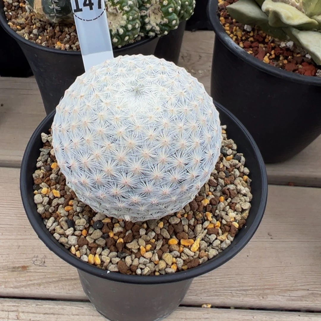 147实生根大玉白鸟多肉植物带盆土