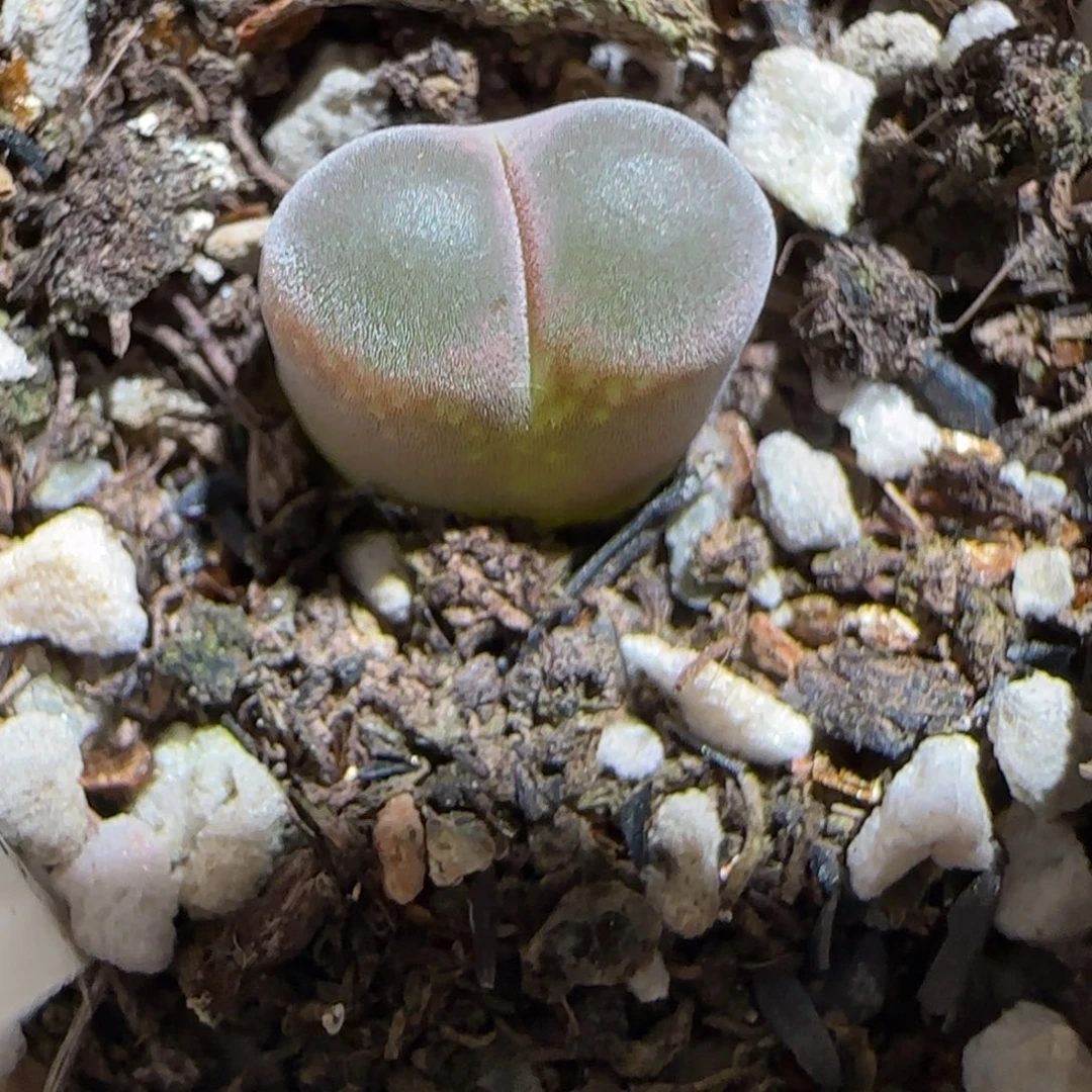 肉锥多肉植物组合-10km风铃59