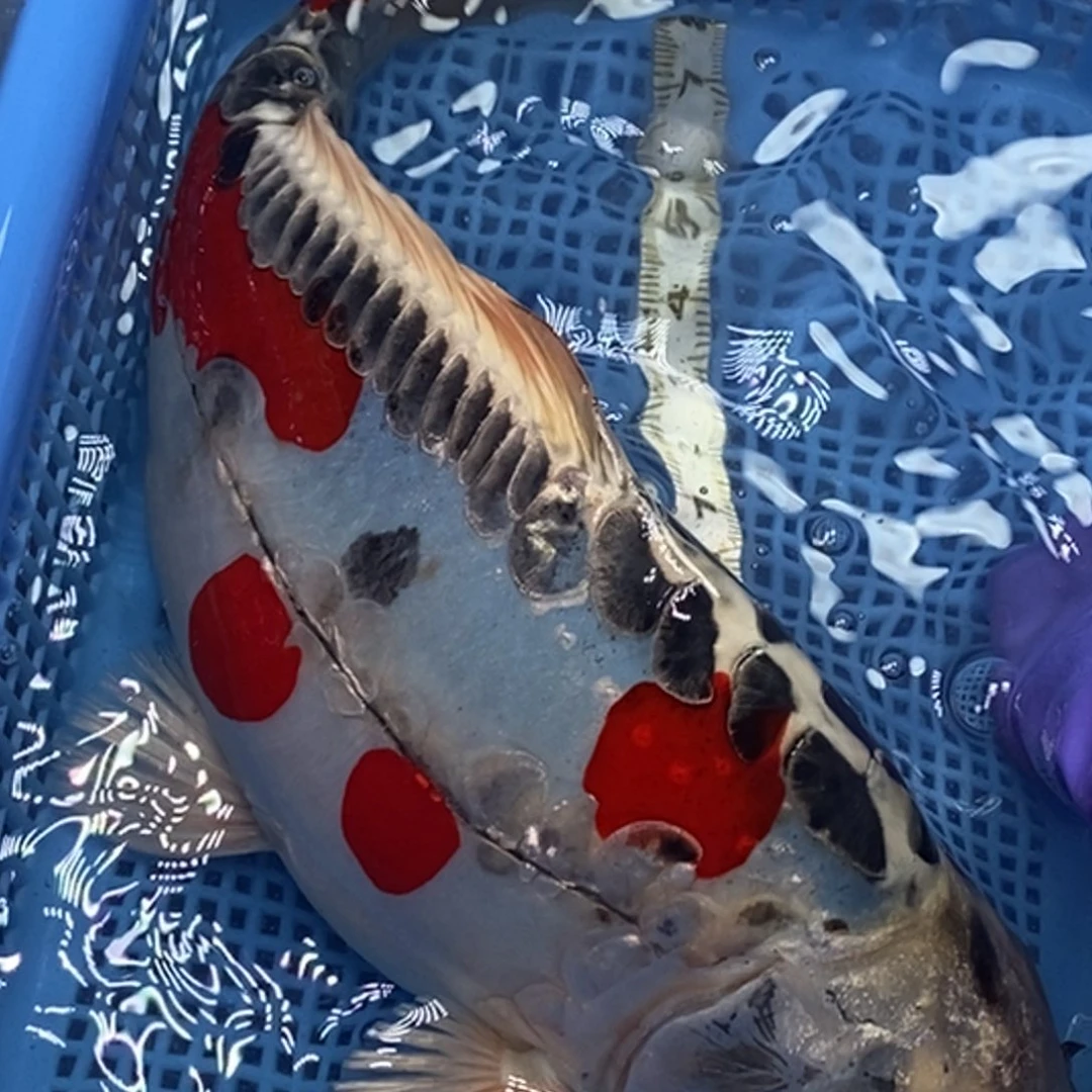 锦鲤冷水锦鲤包邮