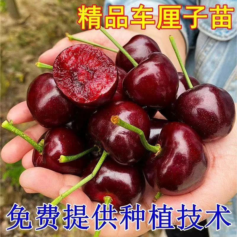 正宗嫁接车厘子黑珍珠大樱桃嫁接矮化盆栽地栽南方北方可种植