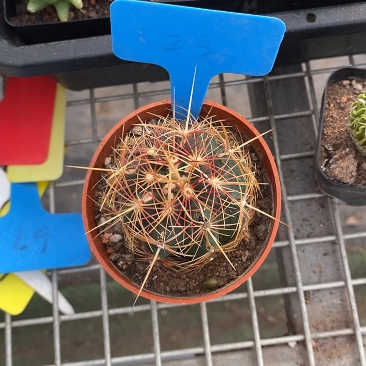 伯克利和格蕾纳等著名音乐