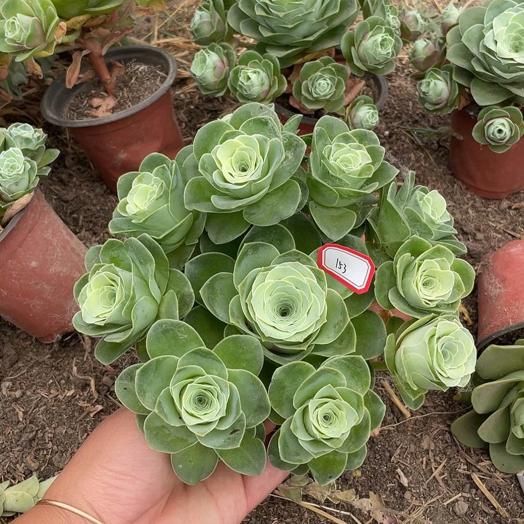 山地玫瑰不售后 153