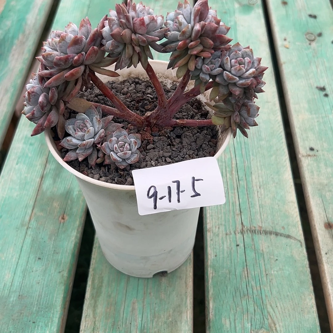 9-17-5微瑕星影朵朵多肉植物