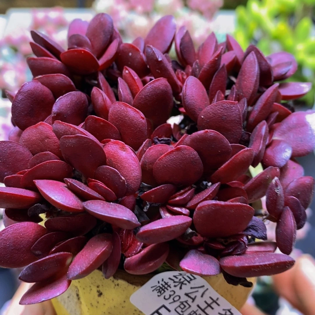 287红扇公主8cm多肉