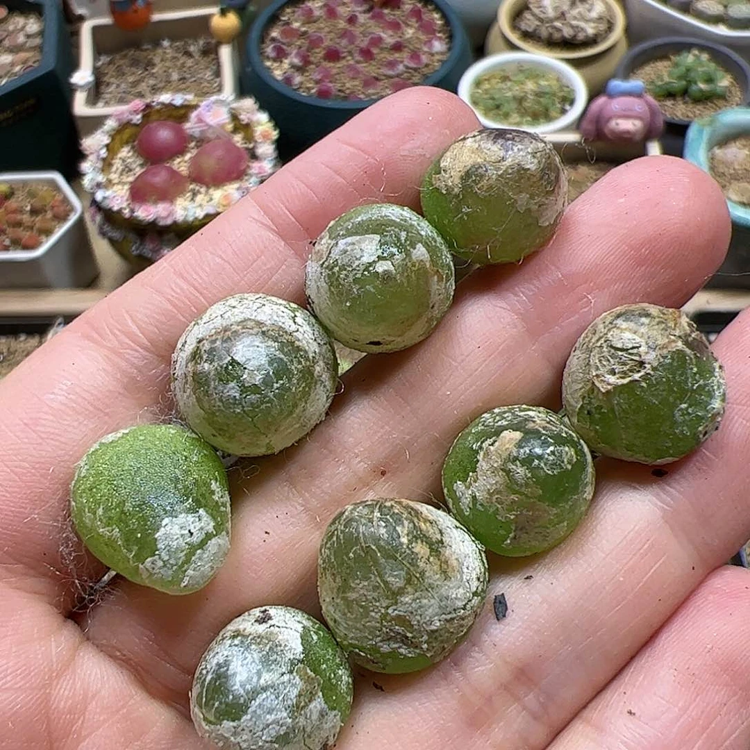 【闪购商品】316开播福利