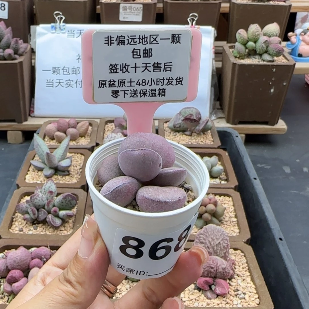 868球球紫蛋多肉植物