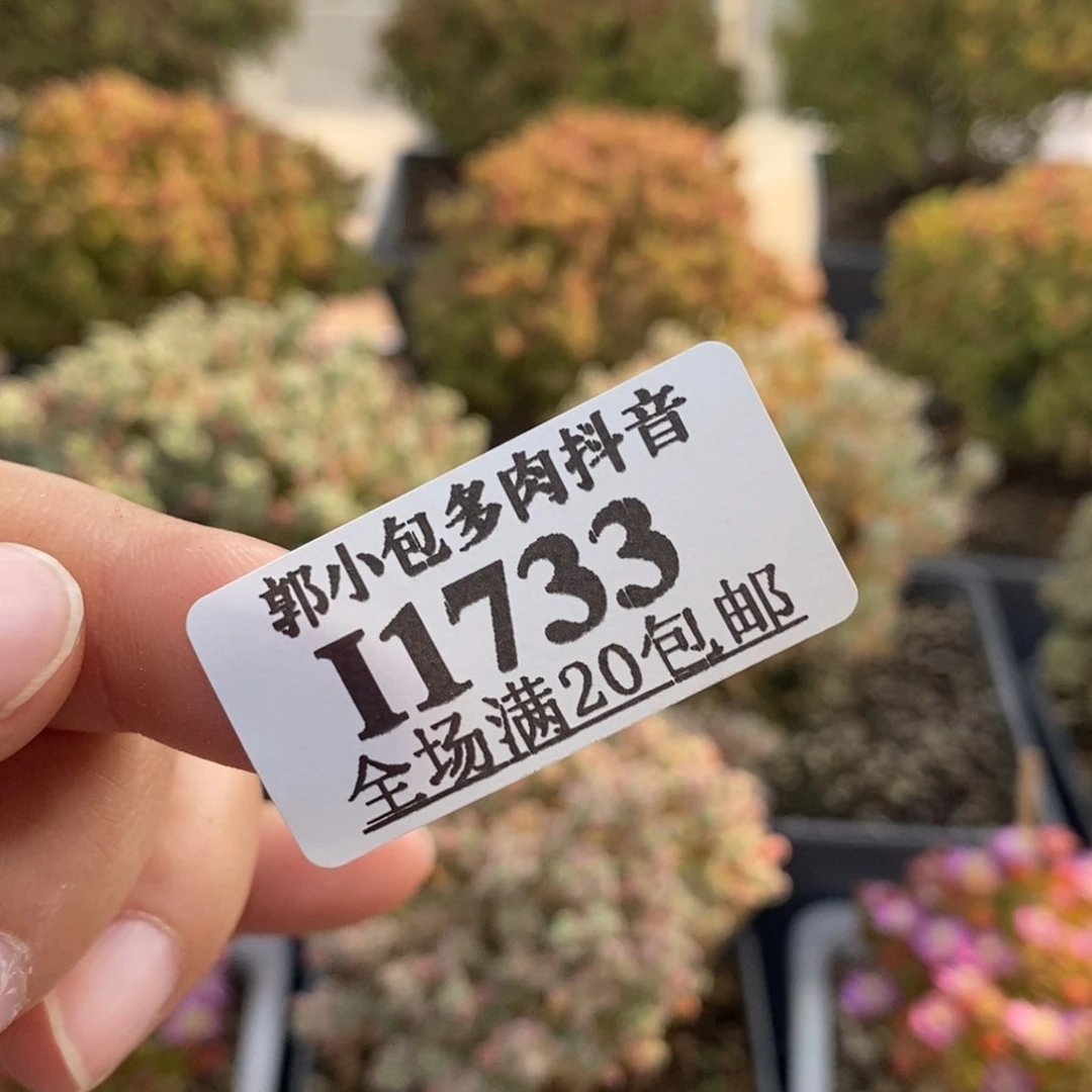 土两包1733枝干番杏