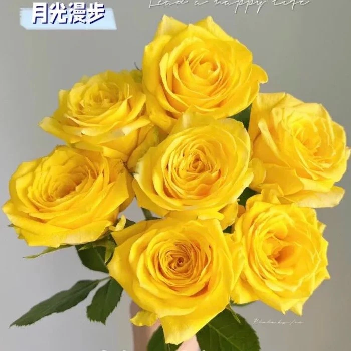 月光漫步（一单中通两单升级京东或德邦快递包邮）