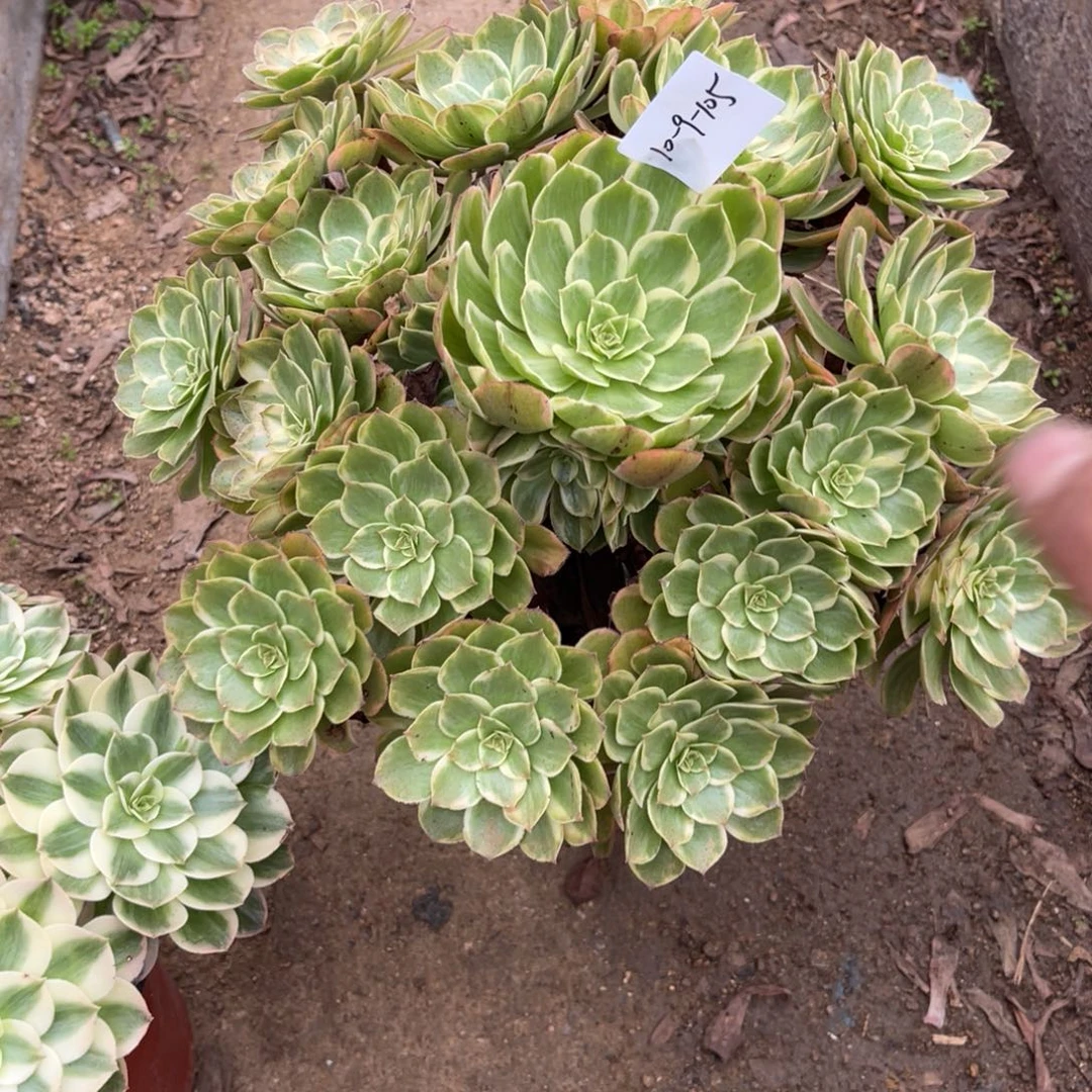 10-5-105夏天法师锦多肉