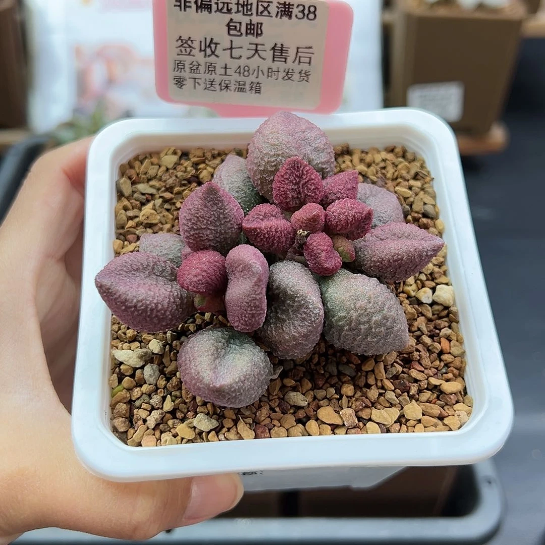 H*H543水蜜桃多肉植物