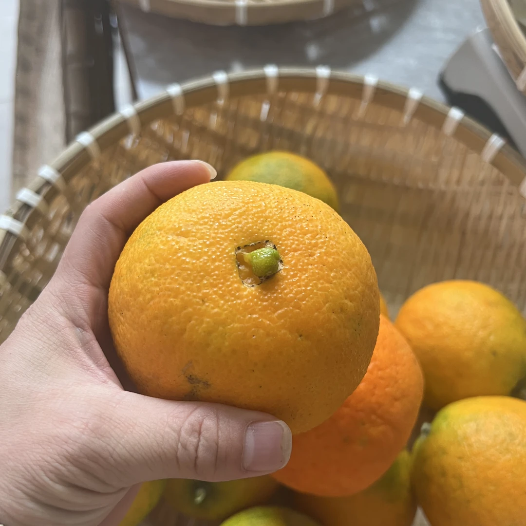 爱媛38农村自种橘子