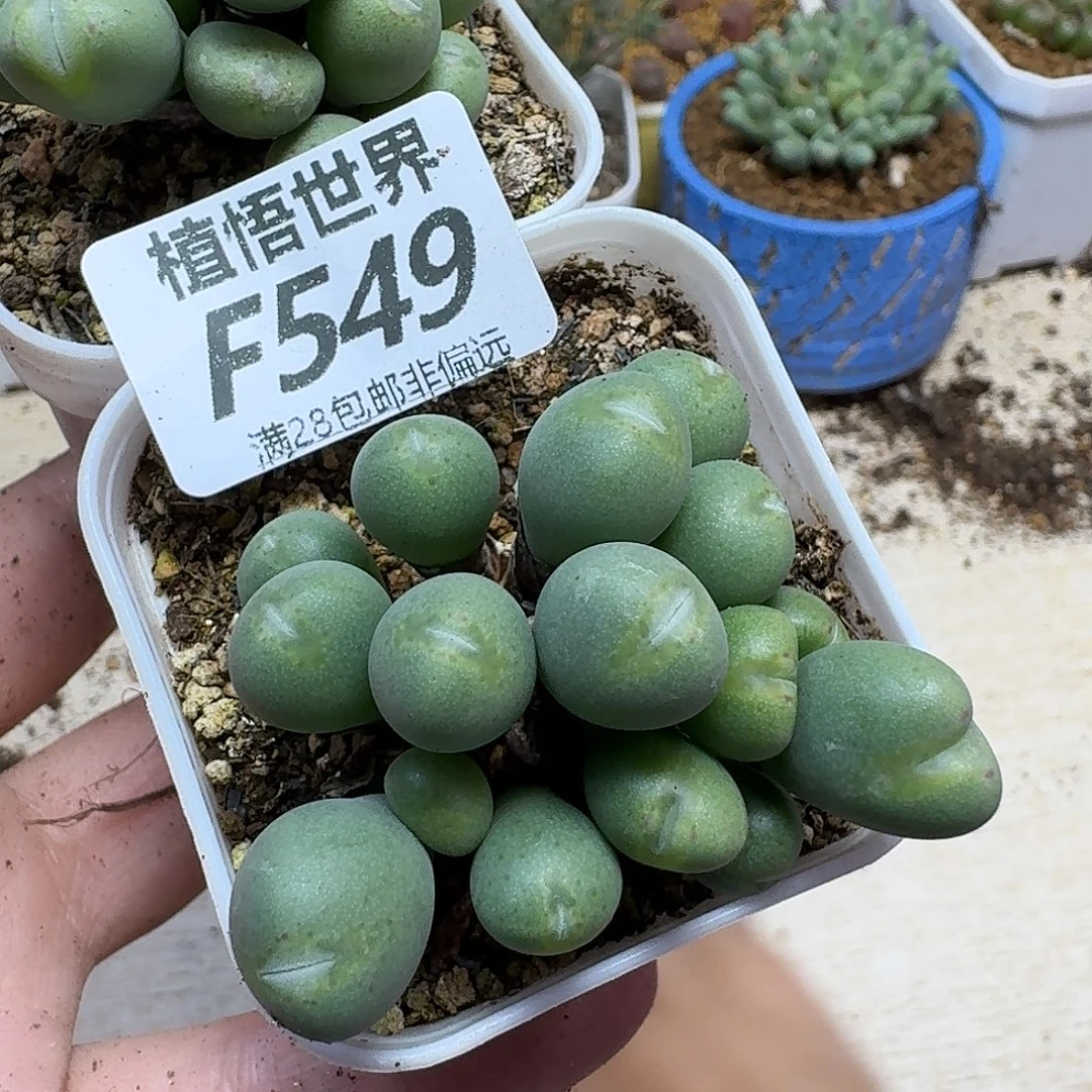 多肉W的人生的人生gb