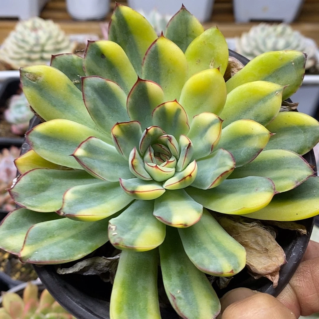 16172 大花月夜花脸锦