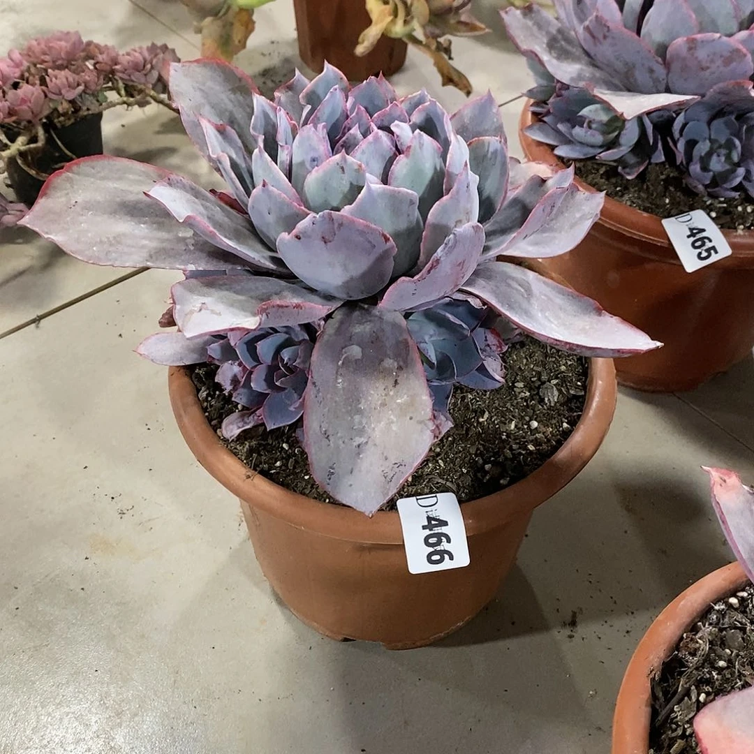 夜*染466晚霞多肉植物