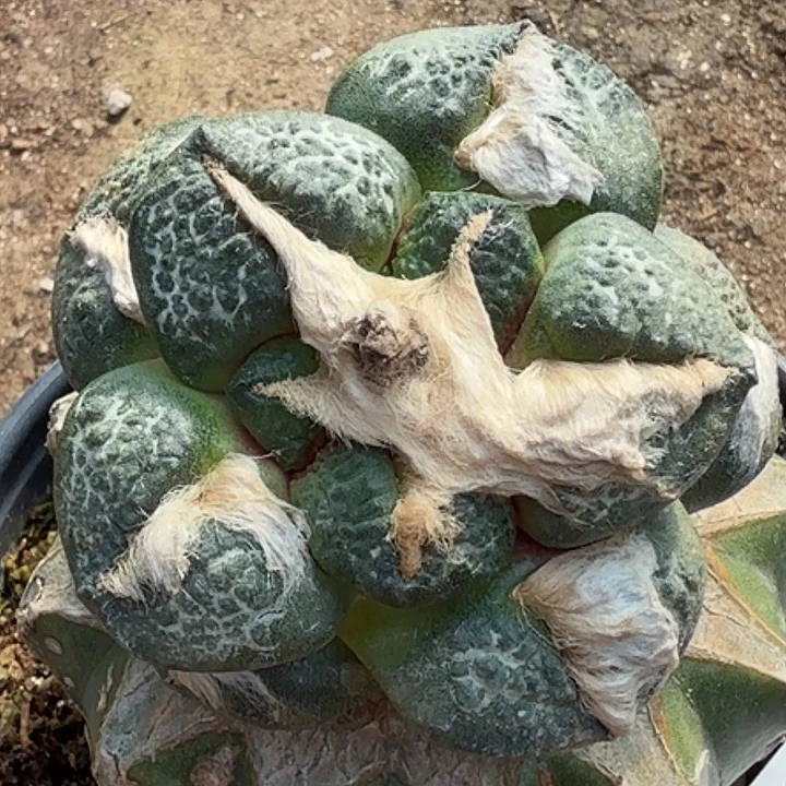 无花朵苗接大尤连山416