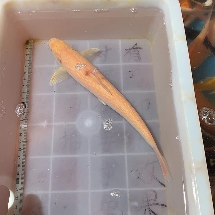 蝴蝶鲤鱼渔场直发26