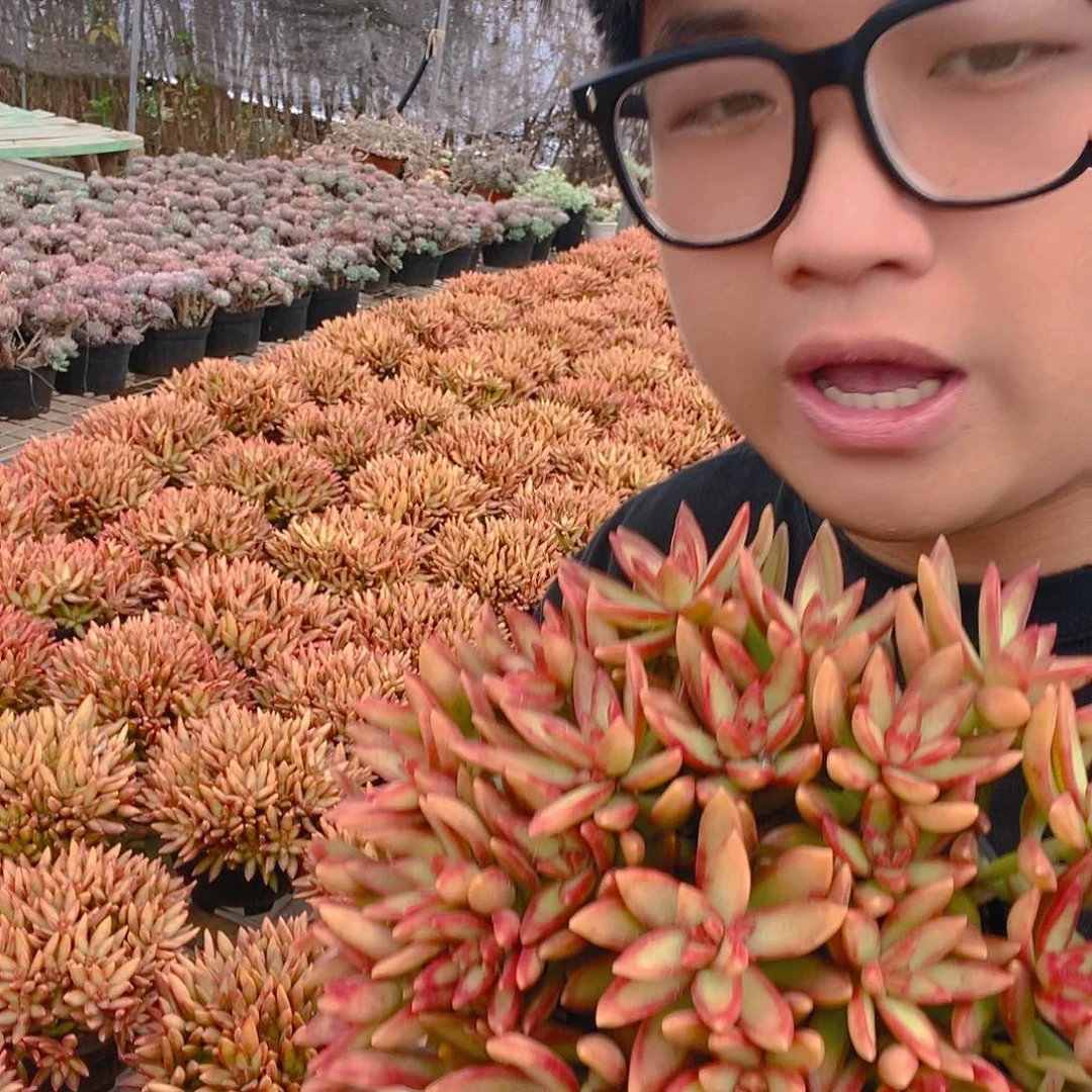 加州落日带盆土特价