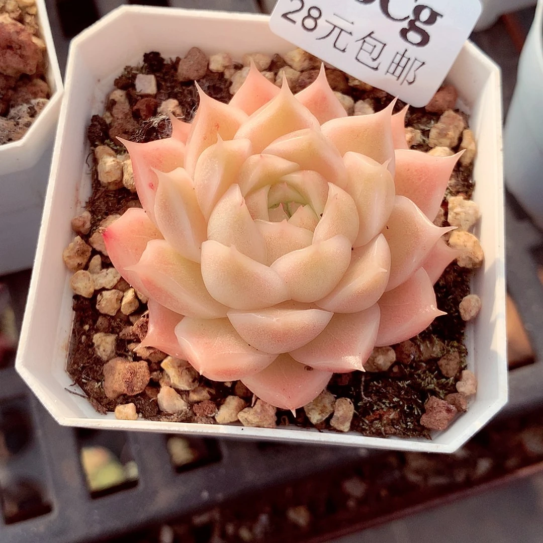 5厘米盆精控多肉136