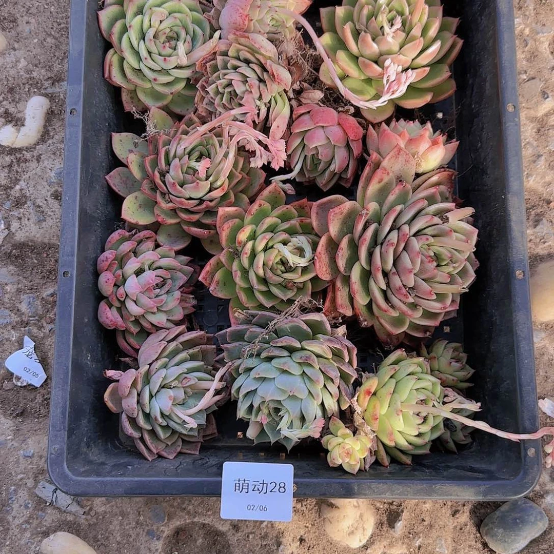直播一物一拍多肉28
