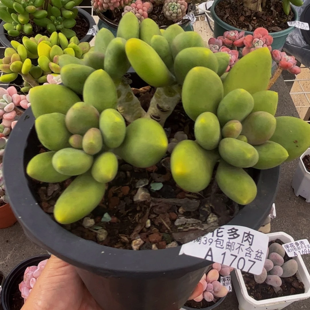 1707芒果奶10cm多肉