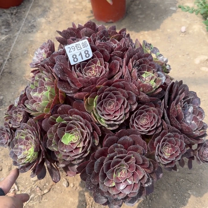 花月夜……多肉植物……
