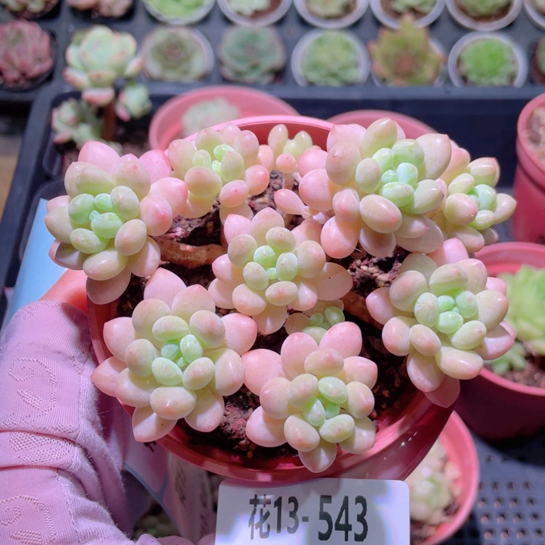 花利美13-543洛可可