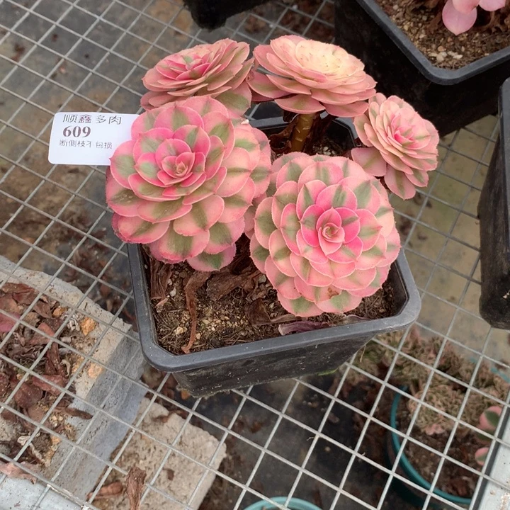 *****609倾城多肉植物特价