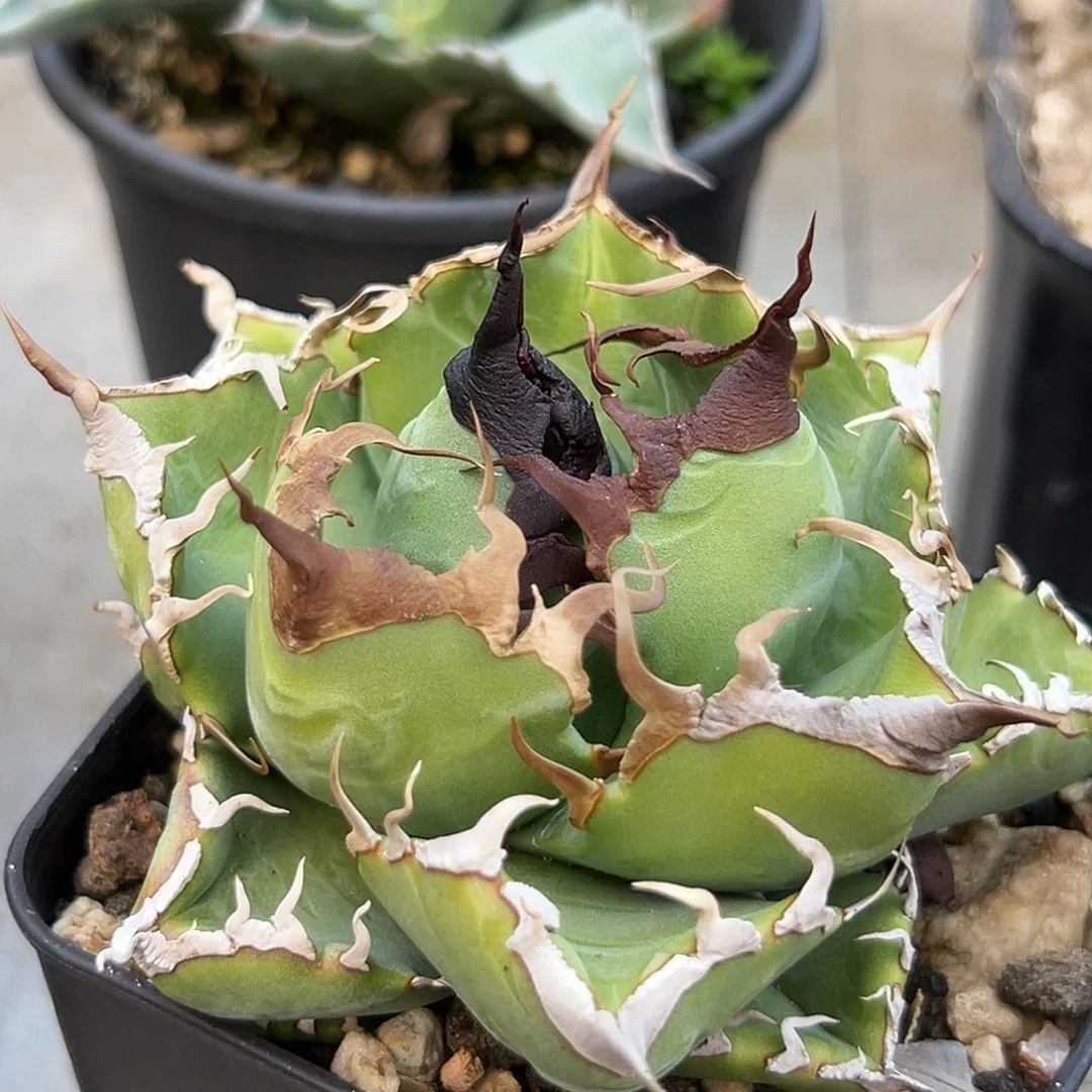 魔丸一物一拍偏远不包邮不退不换