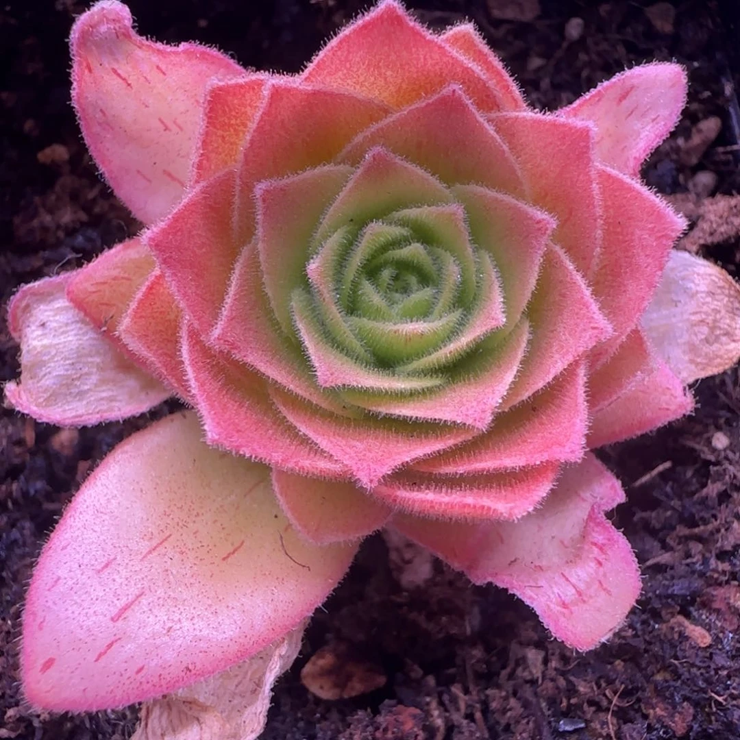 Y854半城玫瑰盃连帕